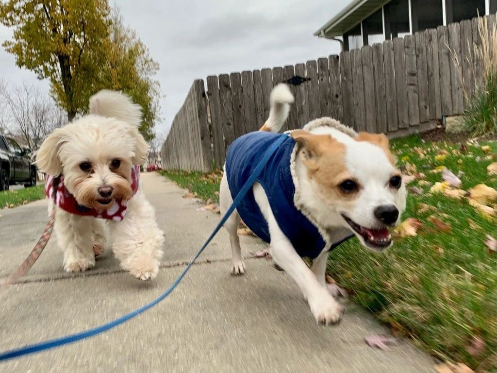 Bear and Oliver on a Potty Break Walk from Hotel K Pet Sitting. 