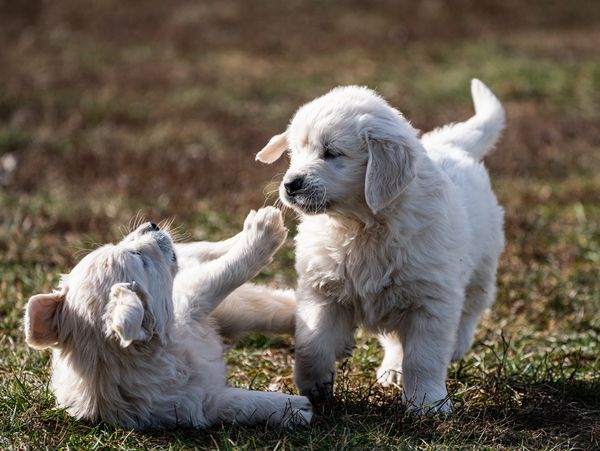 plump healthy puppies