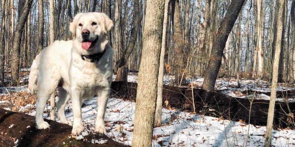 Golden Retriever Puppies - Livingston English Cream Golden ...