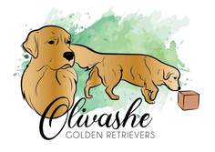 Olivashe Goldens
