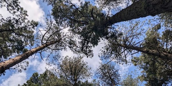 Trees thriving and reaching for the sky