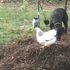 chicken manure and woodchip compost pile