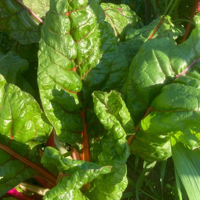 The Itty Bitty Garden Swiss Chard Sowing Growing Swiss Chard