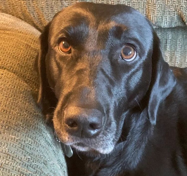 black lab at the itty-bitty garden