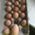Very large fresh brown egg