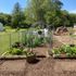 Vegetable garden in June with a variety of greens ready to harvest