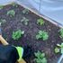 Raised garden bed with kale