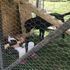 Chicken pullets in newly built chicken coop run along with the dog.