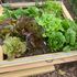Square foot garden with lettuces, swiss chard and bunching onions in raised bed