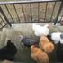 Hungry chickens at the back door ready to eat