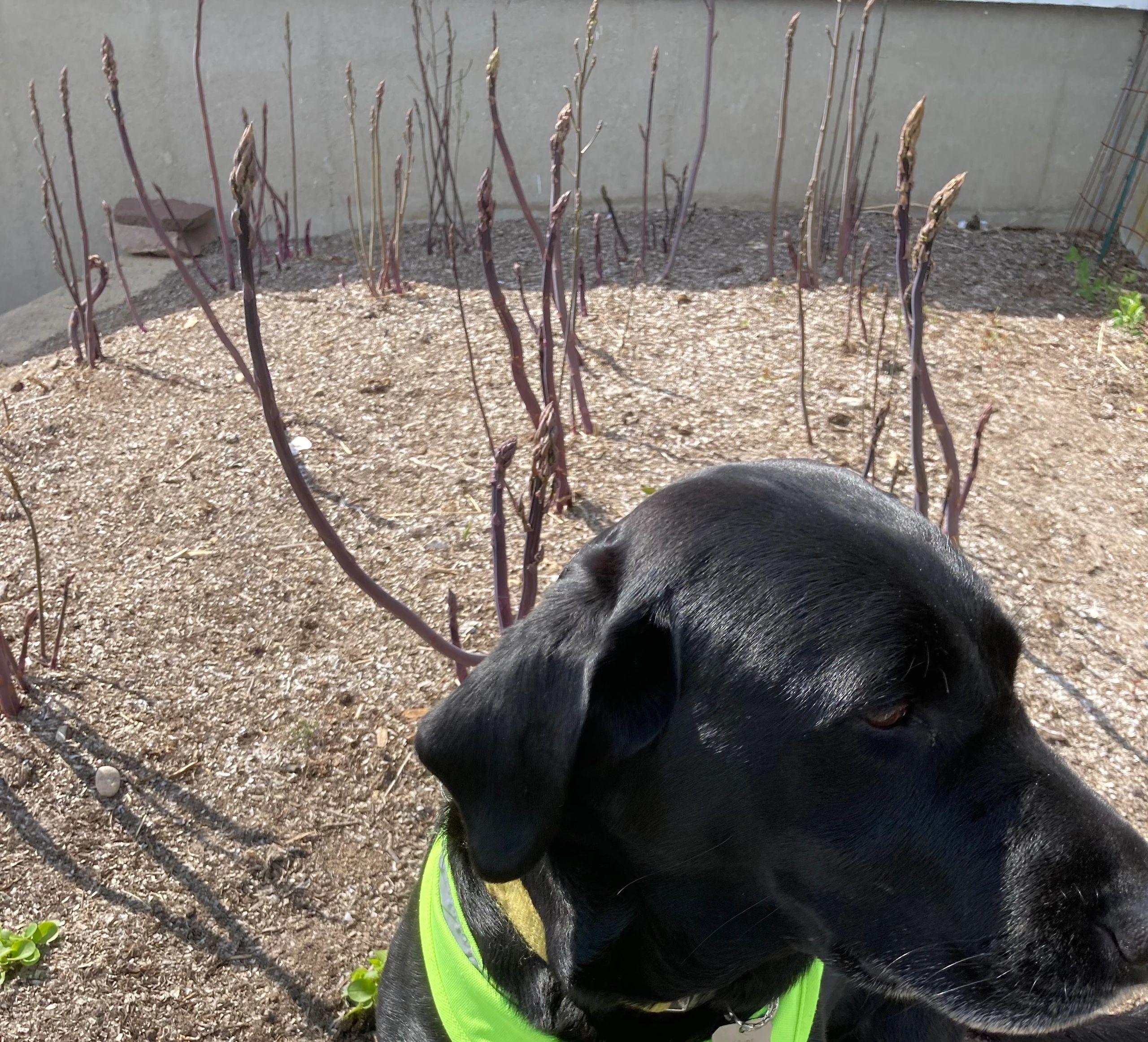 Purple asparagus with blacklab 