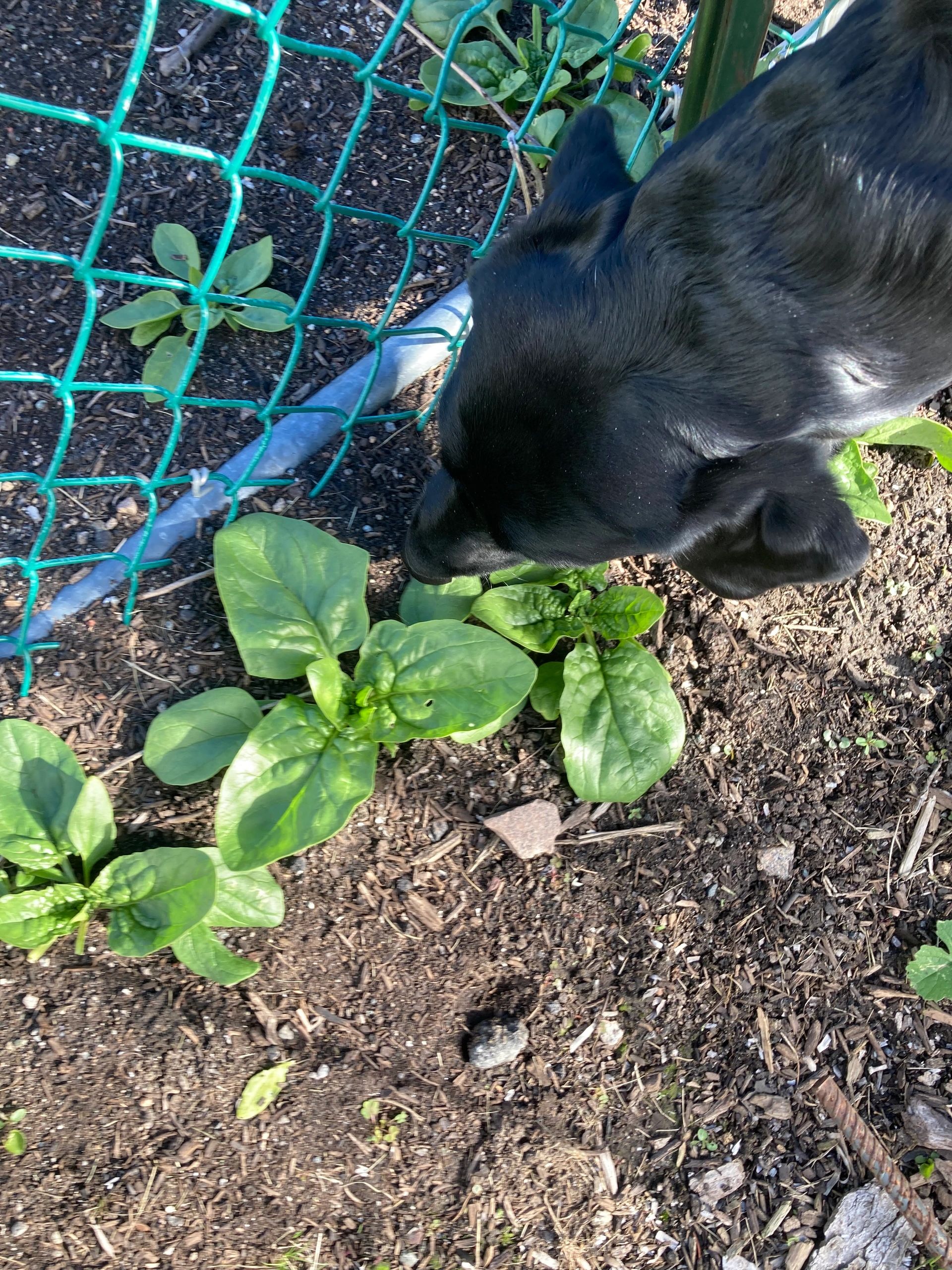 Bloomsdale long-standing spinach