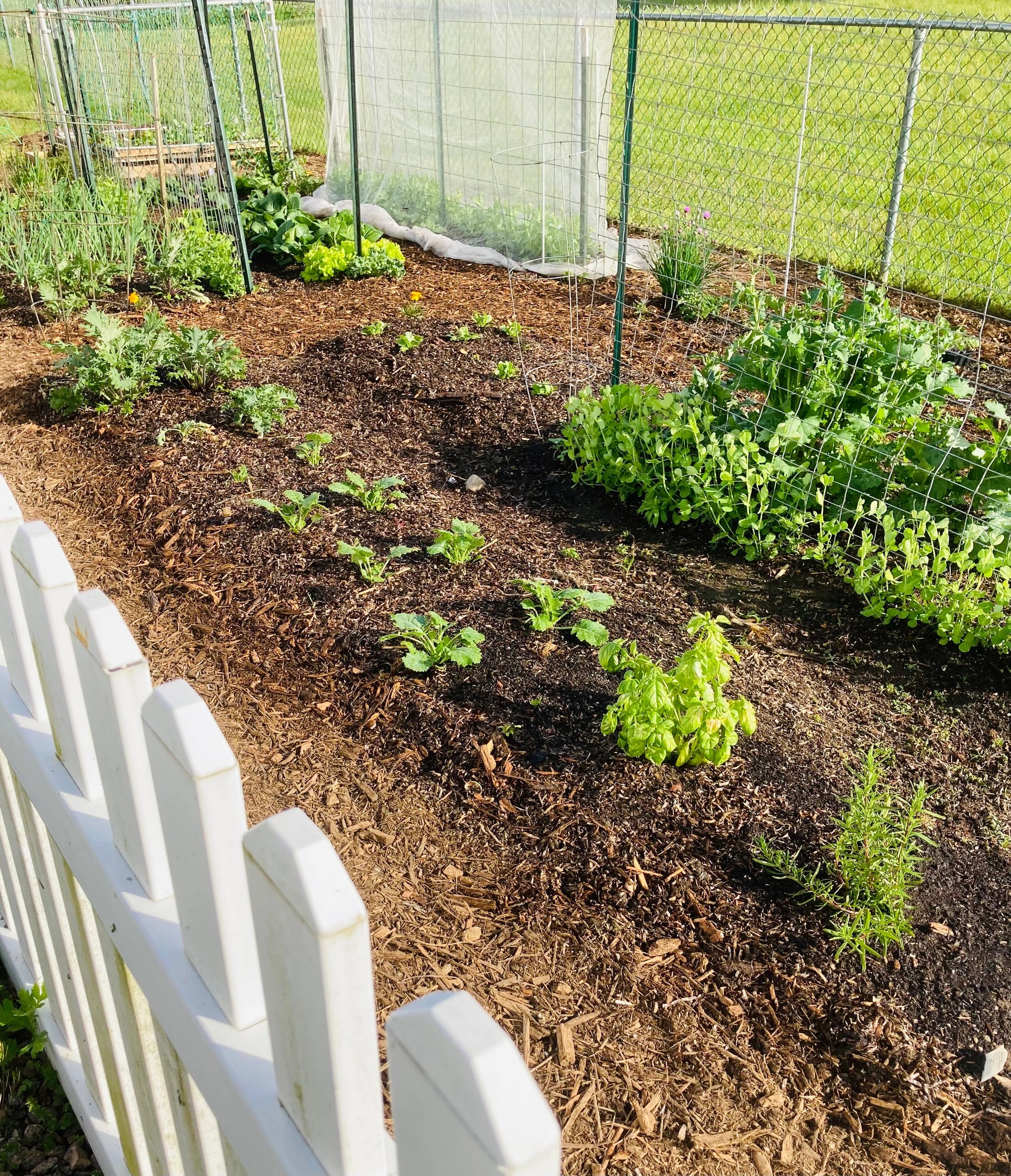 Lower garden May 2023. Onions, kale, spinach, sugar snap peas, etc.