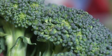 broccoli with link on how to grow broccoli in the vegetable garden, from the itty bitty garden.