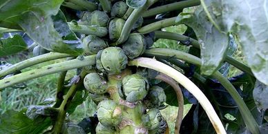 Click on Link, how to grow Brussels sprouts in vegetable garden, from the itty bitty garden.