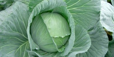 Image cabbage, link to how to grow cabbage in the garden, from the itty bitty garden.