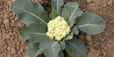 Image cauliflower, link how to grow cauliflower in the vegetable garden, from the itty bitty garden.