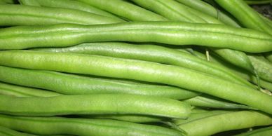 Green Beans, with link on how to grow green beans in the vegetable garden from the itty bitty garden