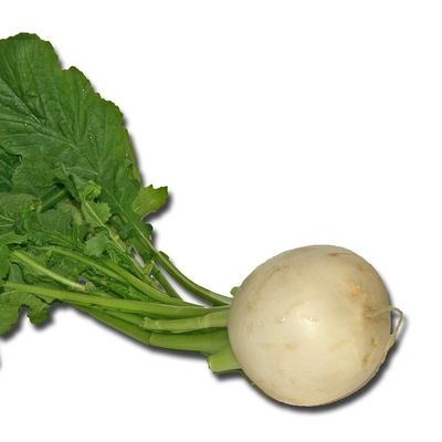 Garden Turnip