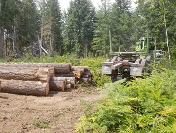 Jareds Tree Service, Jared Holmes, Tree Service, Tree Removal, Tree Trimming, Shelton, Grapeview