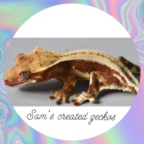 Sam's created geckos
