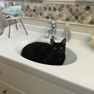 Cat in sink in tiled guest bathroom. 