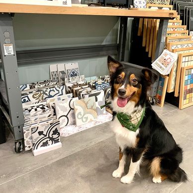 Dog visiting Studio Tile showroom.