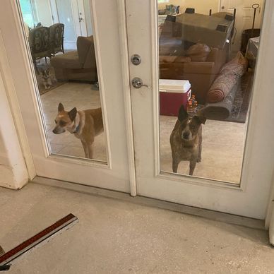 Dogs at customers home watching tile installation.