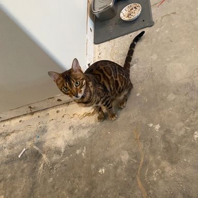 Cat on tile flooring installation job site.