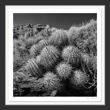 Infrared; black and white; Nature; Grand Canyon; Arizona; American West, Barrel Cactus, Barrel Cacti