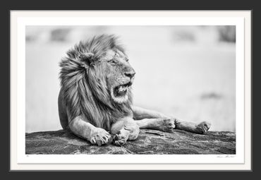 Infrared; Africa; Black and white; Fine art; Nature; Photography; African Lion; Serengeti, Hobart