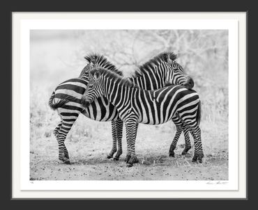 Burchell's zebra; Tarangire National Park; Tanzania; Africa; Infrared, Photography, Black and White