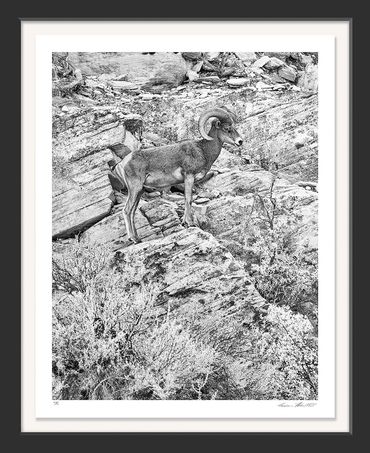 Bighorn sheep; Ovis canadensis nelsoni; Ram; Zion National Park; Utah; Infrared; black & white
