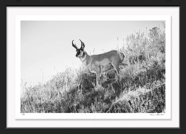 Infrared; black and white; Wildlife; United States; Yellowstone; American West; pronghorn; Antilope