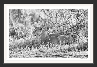 Infrared; Africa; Black and white; Fine art; Nature; Photography; African Lion; Panthera leo; Sereng