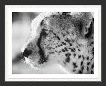 South Africa; Cheetah; Wildlife; Photography; Infrared; Black and White; Graham Hobart, Tear Drop