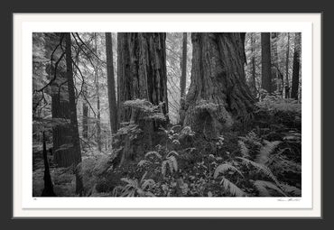 Black & White; Infrared photography; California Redwoods; fog; Redwood National Park, giant, tree