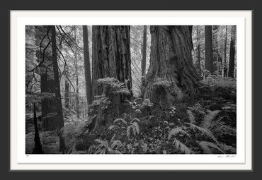 Black & White; Infrared photography; California Redwoods; fog; Redwood National Park, giant, tree,