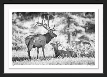 American West; Graham Hobart; Infrared photography; Nature; Photography; Wildlife, Elk, love, Tender