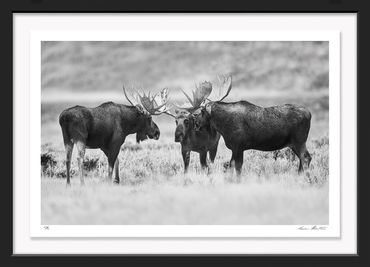 American West; Black and White; Graham Hobart; Grand Tetons; Moose, Rut, Grand Tetons, Fight, Antler