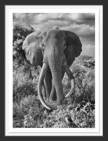 Graham Hobart; Elephant; African Elephant; Loxodonta africana; Amboseli National Park; Kenya; Africa