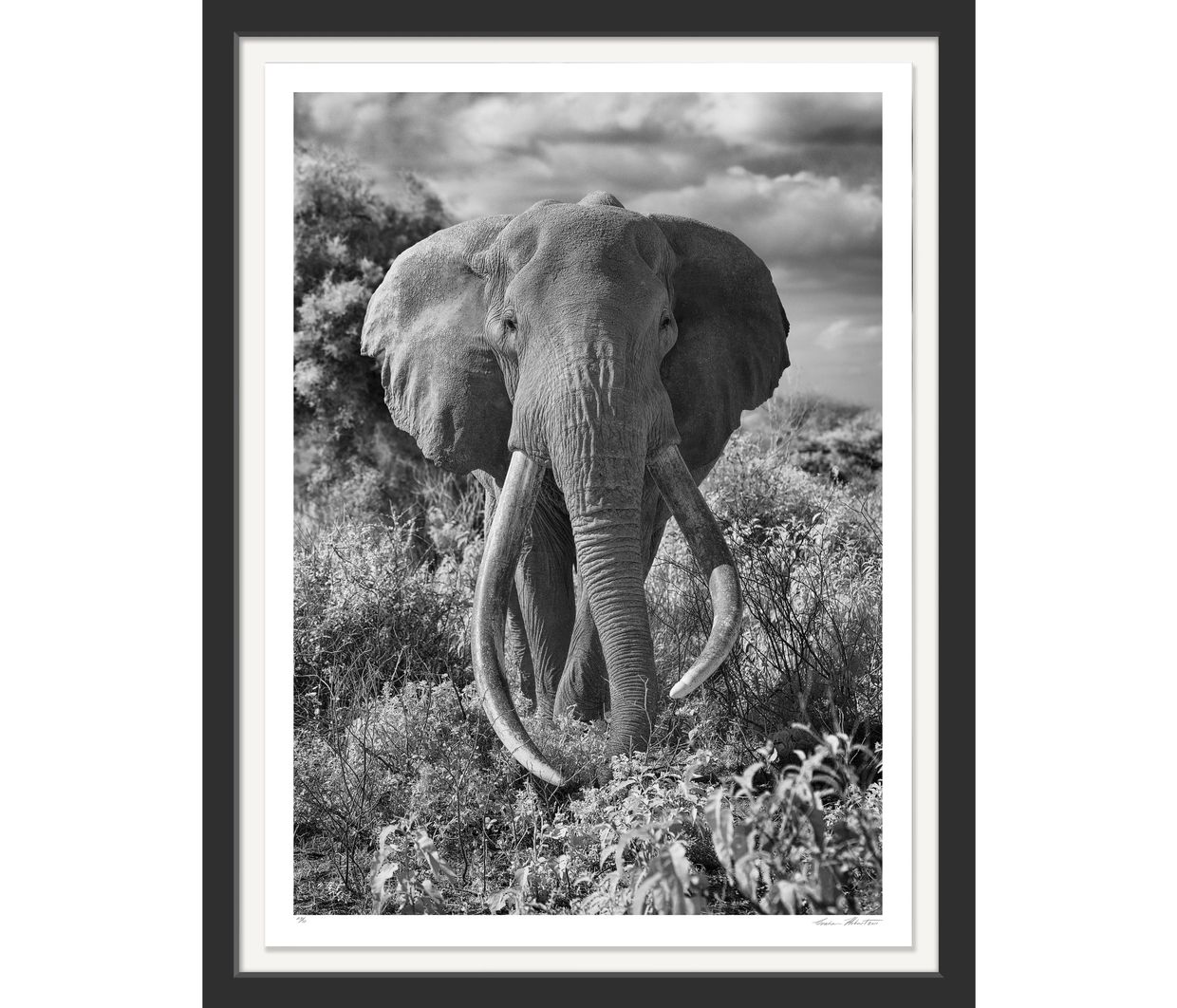Kenya; Amboseli National Park; Black and white; elephant; Infrared; Graham Hobart; Bull, Tusker, 