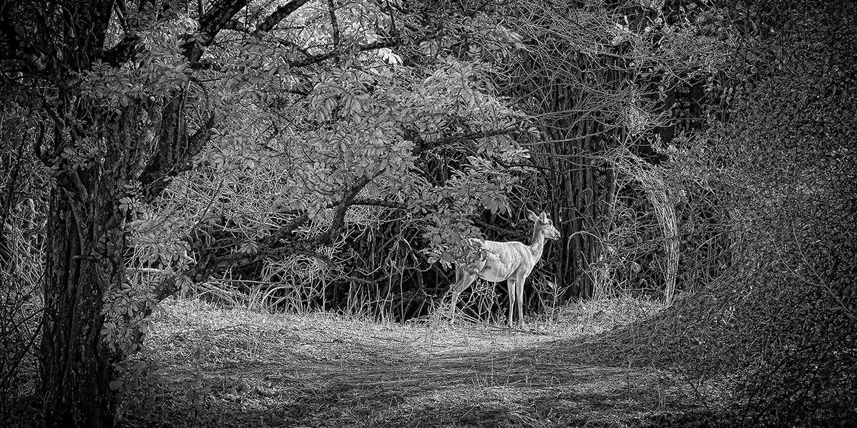 A deer stands alert near dense forest foliage.