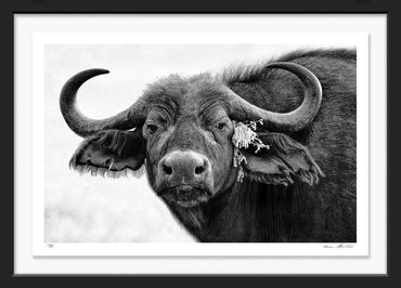 Cape Buffalo; Serengeti National Park; Tanzania; Infrared, Photography, Wildlife, Graham Hobart