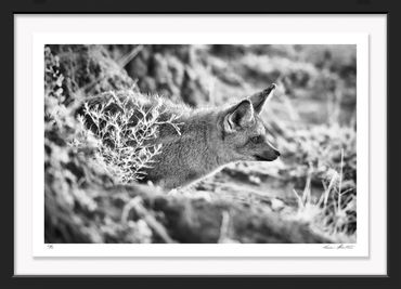 Africa; Kenya; Masai Mara; Maasai Mara; Bat-eared fox; Otocyon megalotis; Wildlife; Photography; Inf
