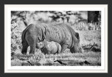 Africa; White Rhrino; Ceratotherium simum; Black and White; Infrared; Kenya; Lake Nakuru; Lake Nakur