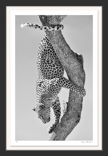 South Africa; Black and white; Infrared; Nature; Photography; African leopard; Graham Hobart, Tail