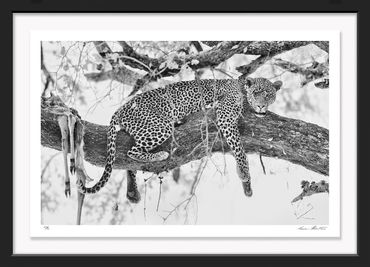 Africa; Black and white; Fine art; Infrared; Nature; Photography; African leopard; Panthera pardus p