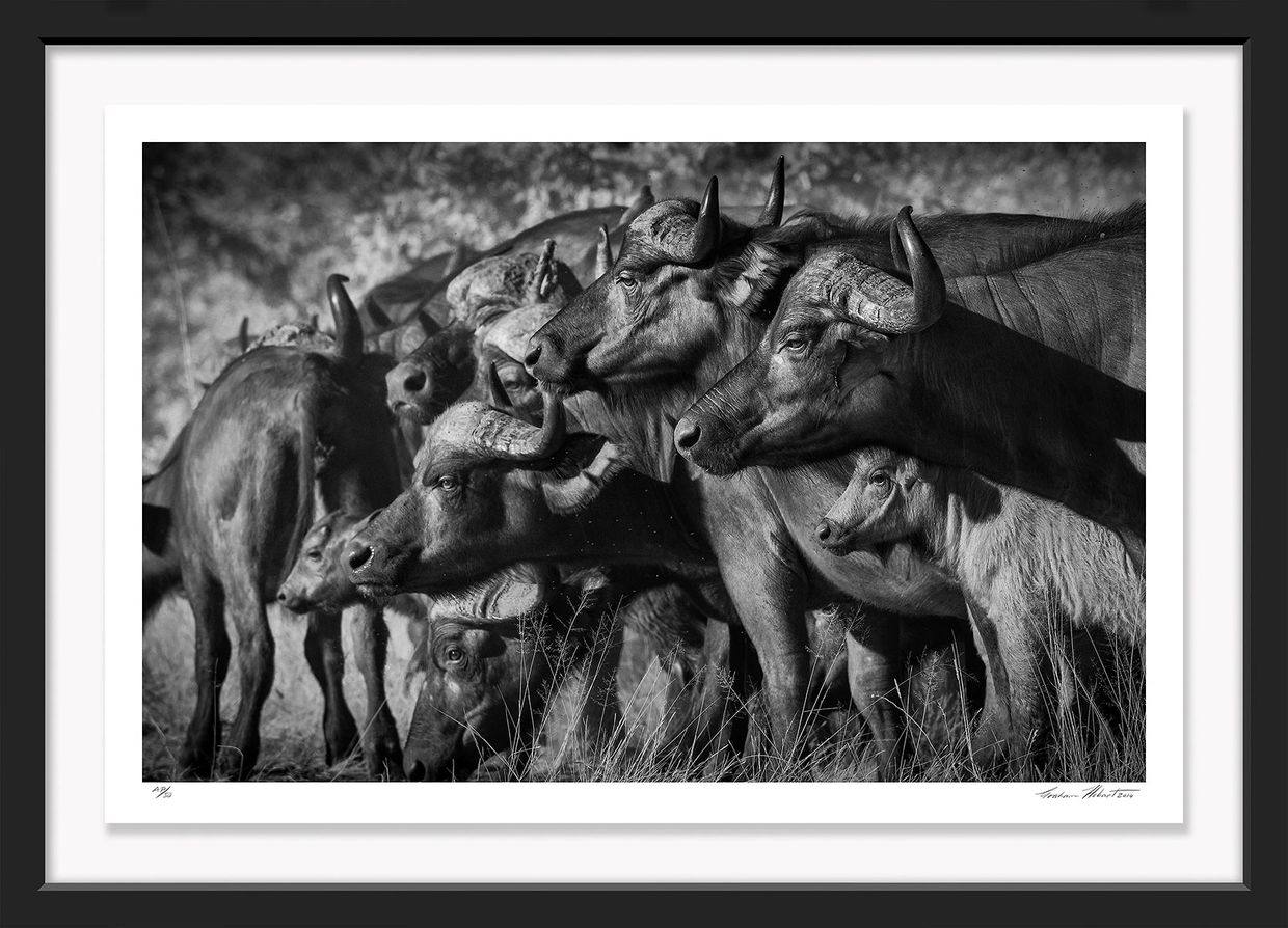 South Africa; Krueger NP; Black and white; Cape buffalo; Infrared, Spooked, Graham Hobart, Fine Art