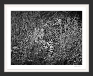 Africa; Wildlife; Leopard; Ruaha National Park; Tanzania; Black and White; Infrared, photography